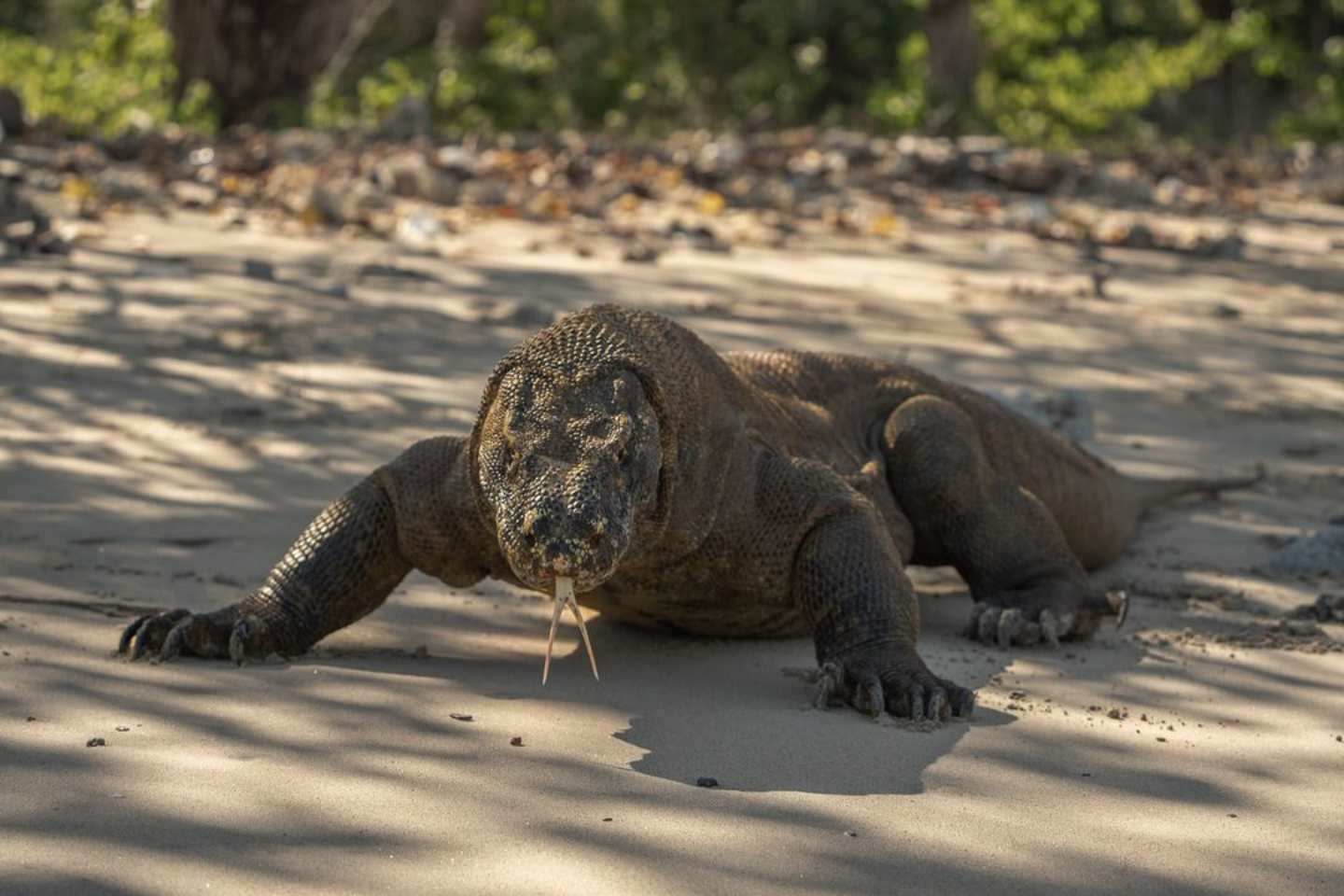 pulau komodo