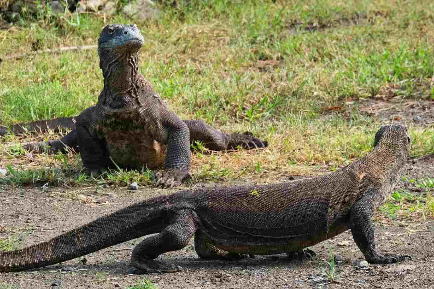 pulau komodo labuan bajo