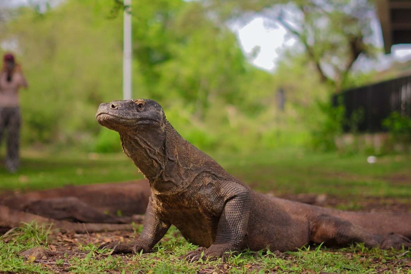 kunjungan wisata taman nasional komodo
