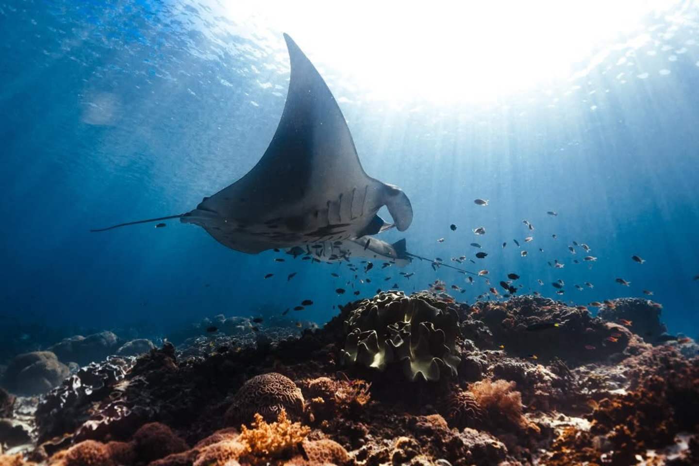 manta point labuan bajo dengan pari manta di laut jernih